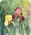 Irises -- 02water_09.jpg (53,355 bytes)